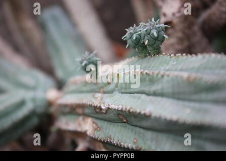 Mignon petit bébé euphorbia plantes du désert poussant sur le cactus Mummy poussant dans la prairie. Banque D'Images