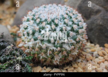 mammillaria geminispina, cactus à deux épines, plante du désert poussant dans le jardin du désert. Banque D'Images