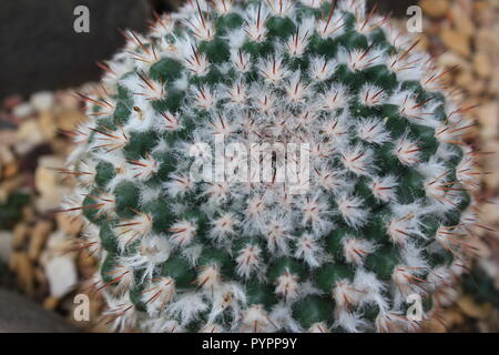 mammillaria geminispina, cactus à deux épines, plante du désert poussant dans le jardin du désert. Banque D'Images