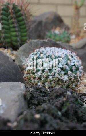 mammillaria geminispina, cactus à deux épines, plante du désert poussant dans le jardin du désert. Banque D'Images