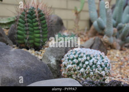 mammillaria geminispina, cactus à deux épines, plante du désert poussant dans le jardin du désert. Banque D'Images