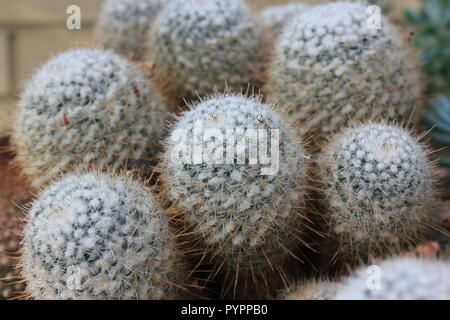 Groupe de Mammillaria geminispina mexicain, cactus à deux épines, plante à fleurs du désert poussant dans le pré. Banque D'Images