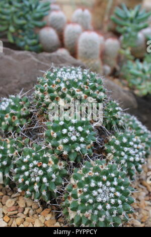 Mammillaria longimamma, cactus à doigts, plante du désert qui pousse dans le jardin du désert. Banque D'Images