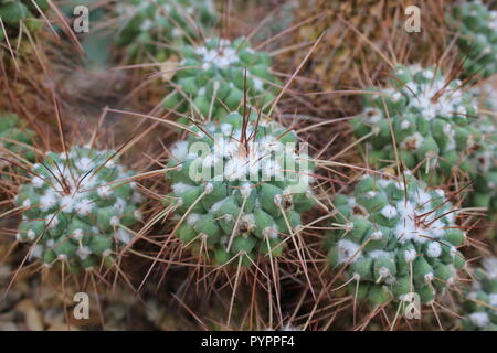 Mammillaria longimamma, cactus à doigts, plante du désert qui pousse dans le jardin du désert. Banque D'Images