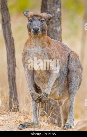 Le vieux guerrier, homme, les oreilles de Wallaroo noires se penchent avec le poids du temps et de nombreuses tiques étanchent sa soif dans un trou d'eau de l'Outback en Australie. Banque D'Images