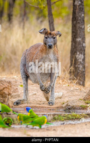 Le vieux guerrier, homme, les oreilles de Wallaroo noires se penchent avec le poids du temps et de nombreuses tiques étanchent sa soif dans un trou d'eau de l'Outback en Australie. Banque D'Images