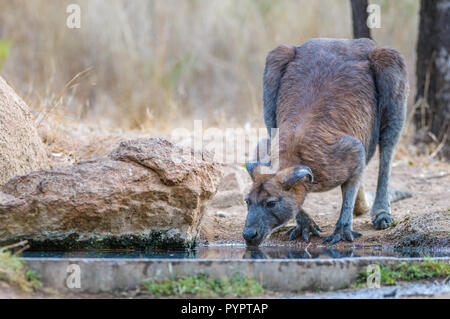 Le vieux guerrier, homme, les oreilles de Wallaroo noires se penchent avec le poids du temps et de nombreuses tiques étanchent sa soif dans un trou d'eau de l'Outback en Australie. Banque D'Images