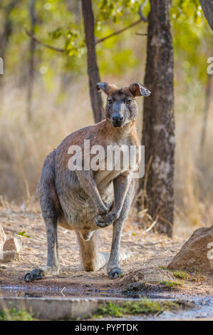 Le vieux guerrier, homme, les oreilles de Wallaroo noires se penchent avec le poids du temps et de nombreuses tiques étanchent sa soif dans un trou d'eau de l'Outback en Australie. Banque D'Images