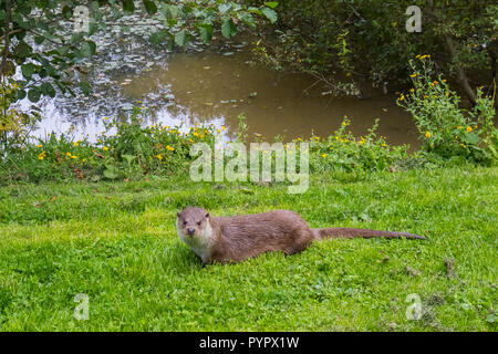 Sur l'herbe de la famille Otter Bank Banque D'Images