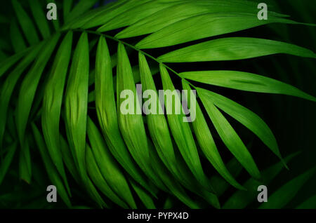 Feuilles de palmier tropical green texture background Banque D'Images