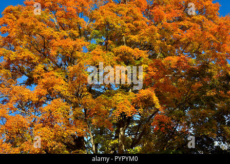A horizontal image of the top of a large maple tree with its leaves turning the yellows and orange colors of fall against a dark blue sky in Sussex Ne Banque D'Images