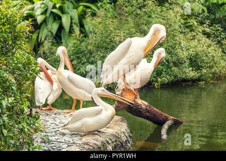 Un troupeau de pélicans blancs grand reposant sur la rive du lac vert, la nature en été. Zoo avec des oiseaux. Banque D'Images