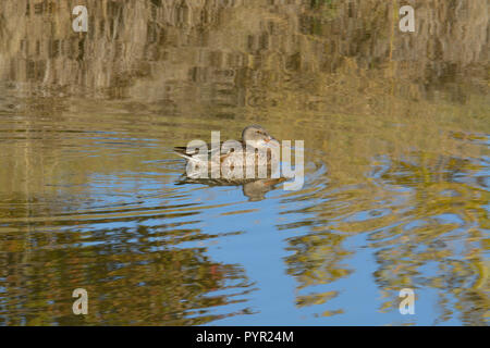 Seul le Canard souchet Anas clypeata canard ou en première migration en Californie pour la natation hivernale dans le lac avec des reflets d'automne Banque D'Images