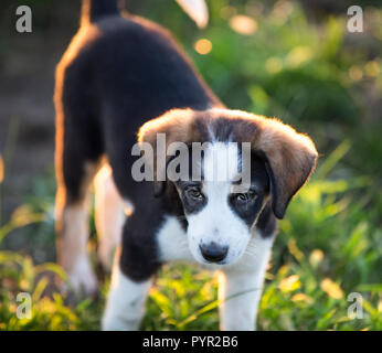 Cute pets dog petit chiot Banque D'Images