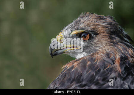 Close up portrait d'une buse à queue rouge, également connu sous le nom d'une poule rousse. L'oiseau est à la vigilance et de la gauche Banque D'Images