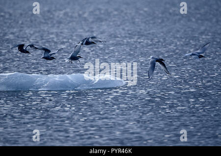 La sterne arctique (Sterna paradisaea) aboveiceberg, Jökulsarlon, Islande Banque D'Images