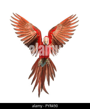 Green-winged Macaw, Ara chloropterus, 1 ans, flying in front of white background Banque D'Images