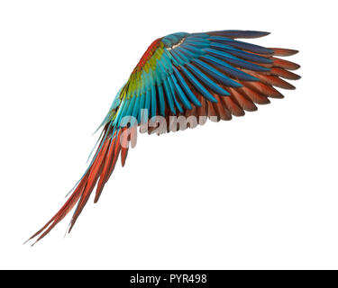 Green-winged Macaw, Ara chloropterus, 1 ans, flying in front of white background Banque D'Images