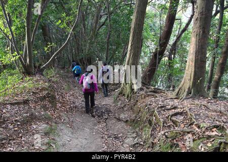 KAMAKURA, JAPON - le 3 décembre 2016 : les touristes en randonnée le long du sentier Tenen Kencho-ji à Zuisenji Temple Gardens à Kamakura, au Japon. En 2016, 24 039 053 Banque D'Images