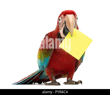 Green-winged Macaw, Ara chloropterus, 1 ans, titulaires d'une carte jaune dans son bec, un post-it in front of white background Banque D'Images