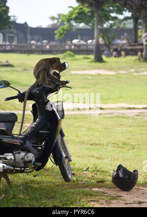 Singe macaque à longue queue fine à Angkor Wat au Cambodge Banque D'Images