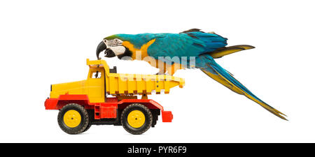 Blue-and-yellow Macaw, Ara ararauna, 30 ans, école un camion, camion in front of white background Banque D'Images