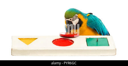 Blue-and-yellow Macaw, Ara ararauna, 30 ans, à jouer avec un puzzle in front of white background Banque D'Images