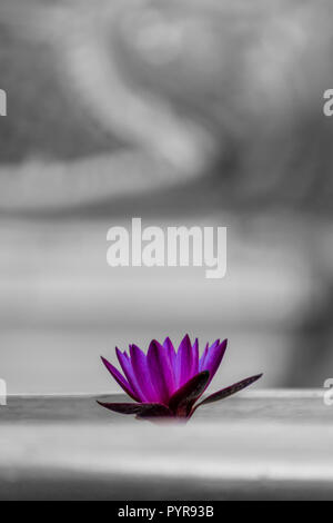 Water Lily dans le vieux temple bouddhiste en Thaïlande Banque D'Images