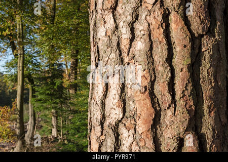 Close up de pin sylvestre l'écorce des arbres, au Pays de Galles, Royaume-Uni. Banque D'Images