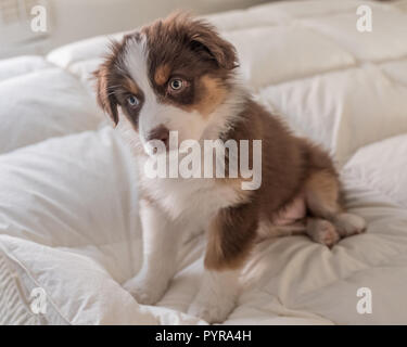 De 10 semaines chiot Berger Australien âgé assis sur un lit Banque D'Images