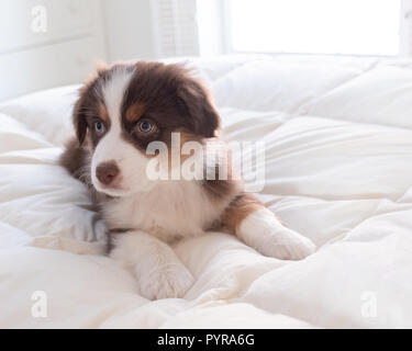 De 10 semaines chiot Berger Australien âgé assis sur un lit Banque D'Images