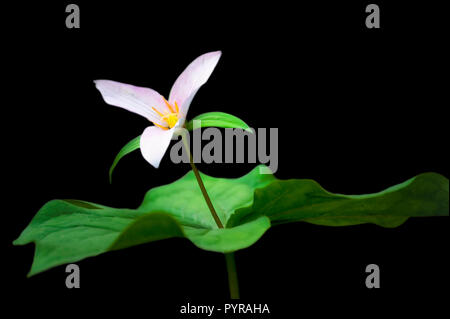 Forêt lumière filtrée améliore cette jolie fleur sauvage du nord-ouest du Pacifique au printemps connu comme une forêt Trillium fleur qui pousse dans les forêts humides, les berges Banque D'Images