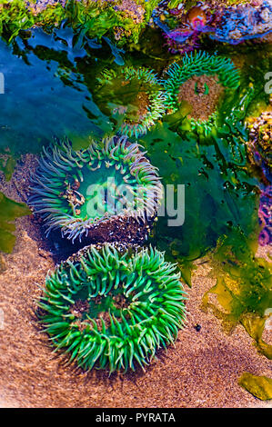 L'Anémone Anthopleura dans un bassin de marée sur la côte de l'Oregon. Banque D'Images