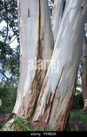 L'écorce des arbres d'Eucalyptus. Banque D'Images