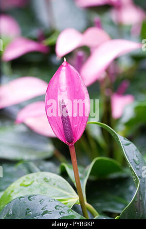 Anthurium andraeanum 'Champion' Zizou spathes violet. Banque D'Images