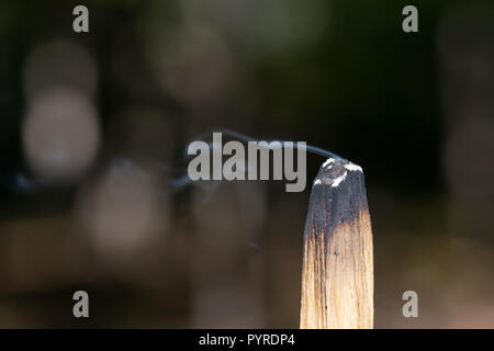 Cérémonie de purification par l'utilisation de bois saint péruvien palo santo bâton d'encens à préserver la forêt. Banque D'Images