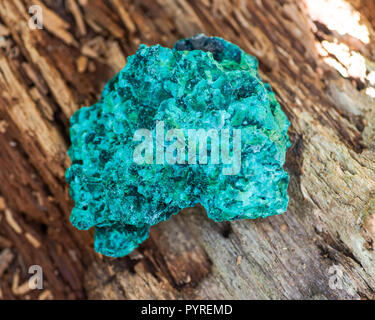 Cluster malachite fibreuse vert foncé à partir de la province du Shaba, Zaïre. Sur une écorce d'arbre dans la forêt de préserver. Banque D'Images