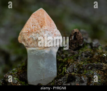 Sceptre Unique point quartz du Brésil sur une écorce d'arbre dans la forêt de préserver. Banque D'Images