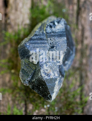 Morion Smokey Quartz avec chlorite dans l'écorce des arbres dans la forêt. Banque D'Images