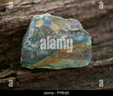 Fantaisie naturelle Jasper du Brésil sur un morceau de l'écorce des arbres dans la forêt de préserver. Banque D'Images