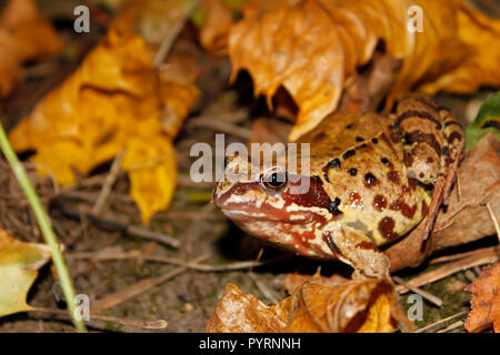 Meadows frog dans les bois en automne. Nom latin : Rana temporaria Banque D'Images