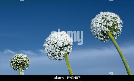 Les inflorescences de trois oignons sur le fond bleu du ciel Banque D'Images