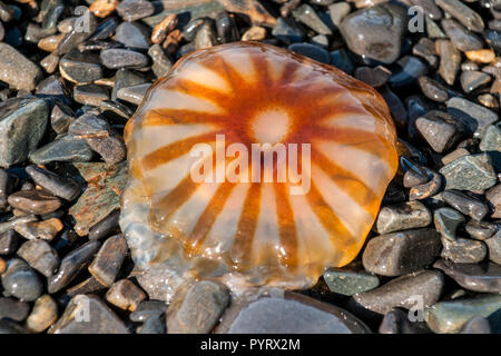 Ortie de mer (Méduse Chrysaora fuscescens) , Résurrection Bay, Kenai Fjords National Park, Alaska, USA. Banque D'Images