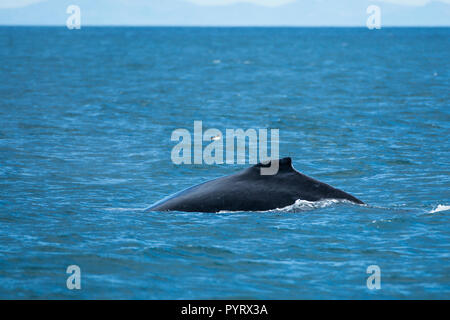 Baleine à bosse (Megaptera novaeangliae), Résurrection Bay, Kenai Fjords National Park, Alaska, USA. Banque D'Images