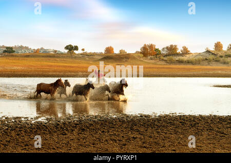 Beaucoup de chevaux ont été exécutés dans l'eau Banque D'Images