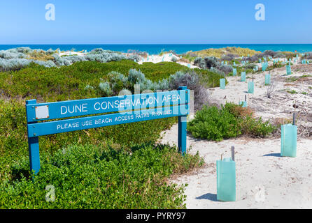 De nouvelles plantes indigènes avec des protecteurs des semis plantés dans une dune de sable de conservation à Trigg Beach, Perth, Australie occidentale Banque D'Images