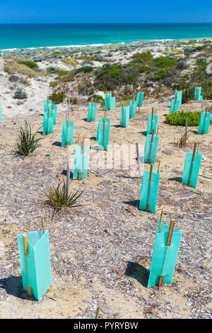 De nouvelles plantes indigènes avec des protecteurs des semis plantés dans une dune de sable de conservation à Trigg Beach, Perth, Australie occidentale Banque D'Images