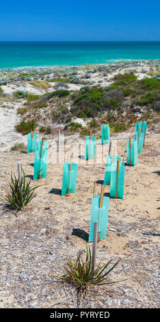 De nouvelles plantes indigènes avec des protecteurs des semis plantés dans une dune de sable de conservation à Trigg Beach, Perth, Australie occidentale Banque D'Images