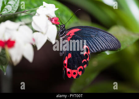 Mormon Mormon écarlate, Rouge (Papilio rumanzovia) Banque D'Images