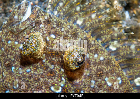 [Bothus pantherinus Leopard jaune]. Détroit de Lembeh, au nord de Sulawesi, Indonésie. Banque D'Images